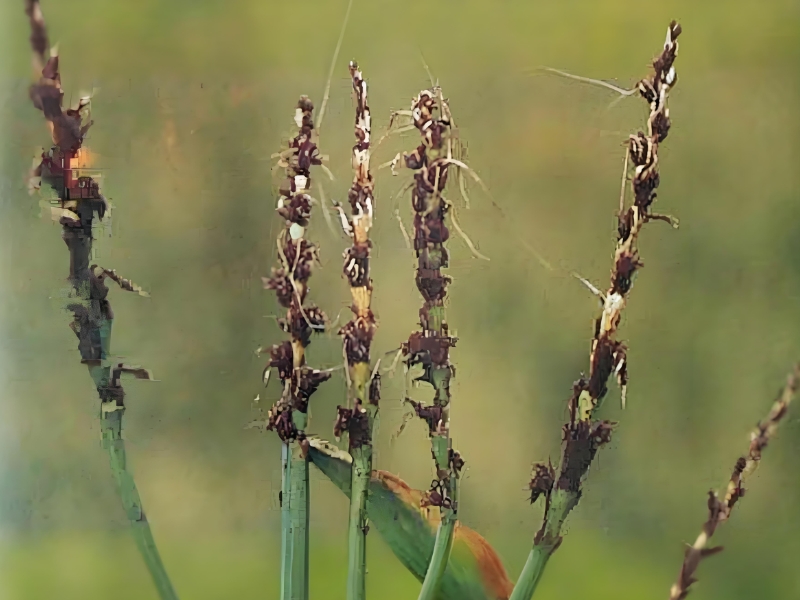 TCK疫麥環氧乙烷熏蒸濃度及散氣標準